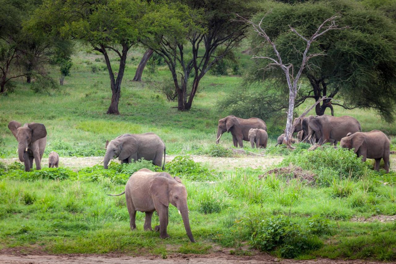 Baobab Tented Camp Kwa Kuchinia Exterior photo